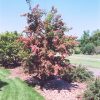 Crimson Cloud English Hawthorn #5 - Image 2